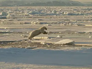 Habtiat Prints: Polar bear jumping from one ice floe to another. Svalbard - Norway