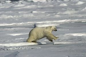Images Dated 26th August 2003: Polar Bear - jumping between ice floes. Spitzbergen. Svalbard