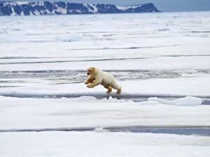 Images Dated 24th November 2009: Polar Bear - jumping ice flow - Svalbard, Norway