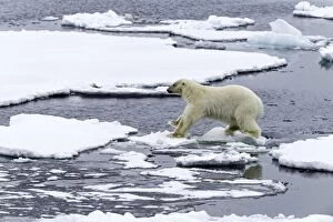 Images Dated 17th June 2014: Polar Bear jumping on pack ice