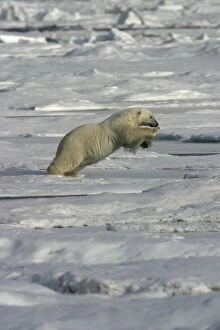 Images Dated 26th August 2003: Polar Bear - jumping Svalbard