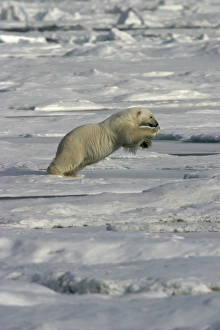 Images Dated 26th August 2003: Polar Bear - jumping Svalbard
