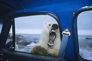 Polar Bear - looking through door window of pickup truck - kind of like looking for lunch. October