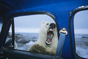 Polar Bear - looking through door window of pickup truck - kind of like looking for lunch. October Polar Bear - looking through door window of pickup truck - kind of like looking for lunch. October