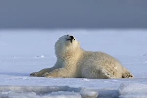 Images Dated 6th October 2013: Polar Bear lying down