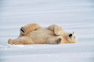 Polar Bear - Lying on Side