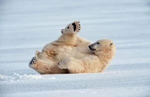Polar Bear - lying on ice wearing Christmas hat