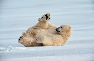 Polar Bears Collection: POLAR BEAR - lying on back on ice