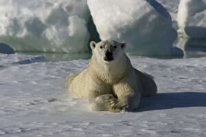 Images Dated 27th August 2003: Polar Bear - lying. Spitzbergen. Svalbard