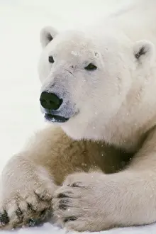 Foot Prints: Polar bear MA1606