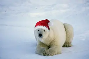 Ice Bear Prints: Polar Bear MA1740