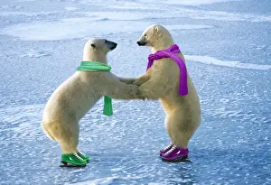 Funny Prints: Polar Bear - males ice skating - Cape Churchill - Hudson Bay - Manitoba - Canada Manipulated Image