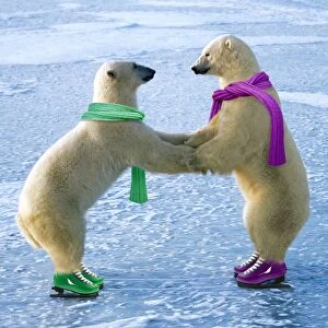 Polar Bear - males - ice skating - wearing scarves