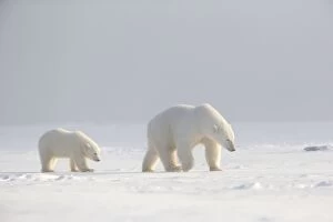 Images Dated 6th October 2013: Polar Bear - mother with cub