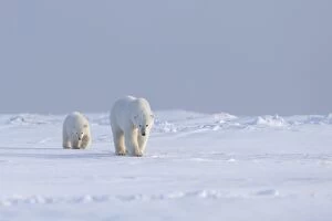 Images Dated 6th October 2013: Polar Bear - mother with cub