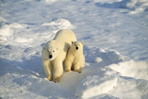 <b class=qtipBold><figcaption>Polar Bear - mother & cub</figcaption></b><br>FG-6206 Polar Bear - mother & cub Ursus maritimus Francois Gohier Please note that prints are for personal display purposes only and may not be reproduced in any way.<br><em>© M.Watson/ardea.com</em> Polar Bear - mother & cub