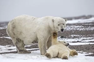 Images Dated 19th September 2013: Polar Bear mother with cub Autumn