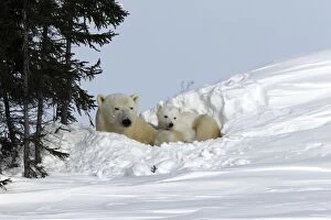Polar Bear - mother and cub, resting in snow hollow that female dug in snow bank