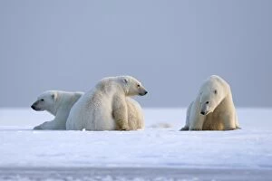 Images Dated 6th October 2013: Polar Bear - mother with cubs