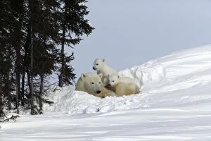 Polar Bear - mother with cubs