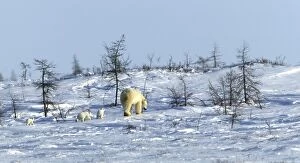 Images Dated 11th March 2003: Polar Bear - mother with cubs. Arctic