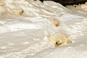 Nurture Gallery: Polar BEAR - mother with cubs sliding from winter den