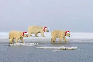Images Dated 17th March 2020: Polar Bear, mother with cubs wearing Christmas hats, Kaktovik, Arctic National Wildlife Refuge