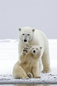 Polar Bear mother and cute cub waving paw