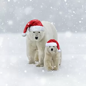 Polar Bear, mother with one year old cub wearing Christmas hats Date: 20-Sep-13