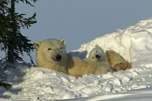 Polar Bear - mother and young cub, resting in snow hollow she'd dug earier. Note claw marks in snow bank. Churchill, Manitoba. Canada
