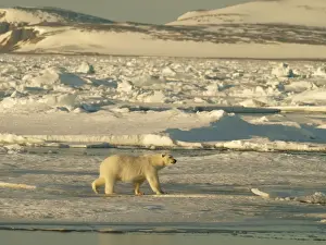 Habtiat Prints: Polar bear on pack ice - Svalbard - Norway