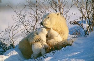 Images Dated 8th November 2010: Polar Bear - parent with Babies, Canada