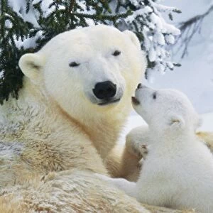 Images Dated 16th January 2009: Polar Bear - parent with cub Digital Manipulation: removed one cub
