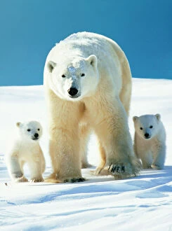 Polar Bear - parent with cubs