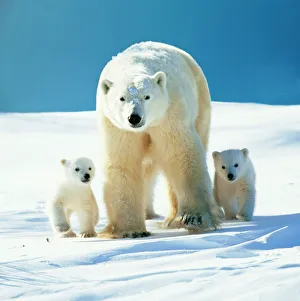 Polar Bears
