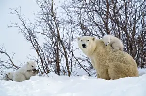 Polar Bear - Parent with young Canada