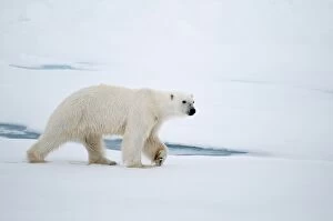 Polar Bear - front paw raised - walkin across sea ice