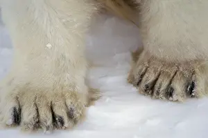 Carnivore Prints: Polar bear - paws MA1992