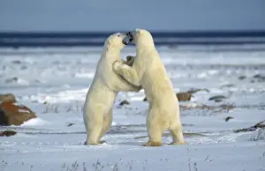 Polar Bear - play fighting
