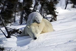 Images Dated 6th March 2003: Polar Bear - resting female with young, cub climbs over her back. Churchill, Manitoba. Canada