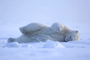 Images Dated 6th October 2013: Polar Bear - rolling in the snow to clean himself