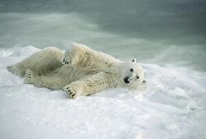 Polar Bear - rolling in snow to dry after coming out of the water