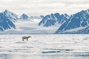 Polar Bear - On sea ice - mountains beyond