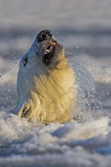 Images Dated 7th October 2013: Polar Bear - shaking head in slush ice