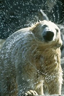 Images Dated 18th September 2006: Polar Bear - shaking off water San Diego Zoo