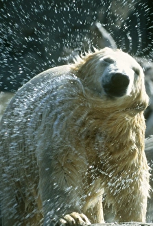 Images Dated 18th September 2006: Polar Bear - shaking off water San Diego Zoo