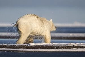 Images Dated 6th October 2013: Polar Bear - shaking off water after swimming in slush ice