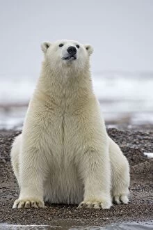 Images Dated 19th September 2013: Polar Bear on the shore Autumn