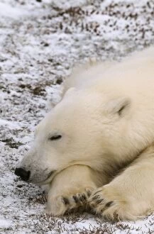 Images Dated 7th December 2006: Polar Bear - sleeping