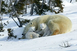 Images Dated 6th March 2003: Polar Bear - sleeping female and cubs Churchill, Manitoba. Canada